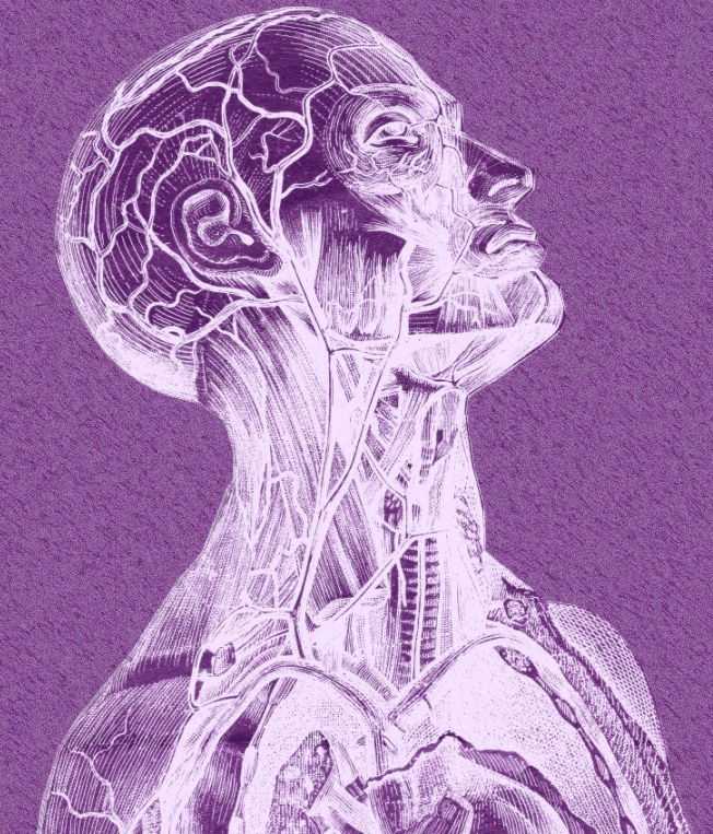 Anatomy-of-Brain2