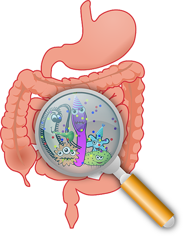 bacteria in intestines